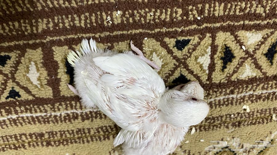 اثنين فروخ روز غر اللبيون64389265982849110