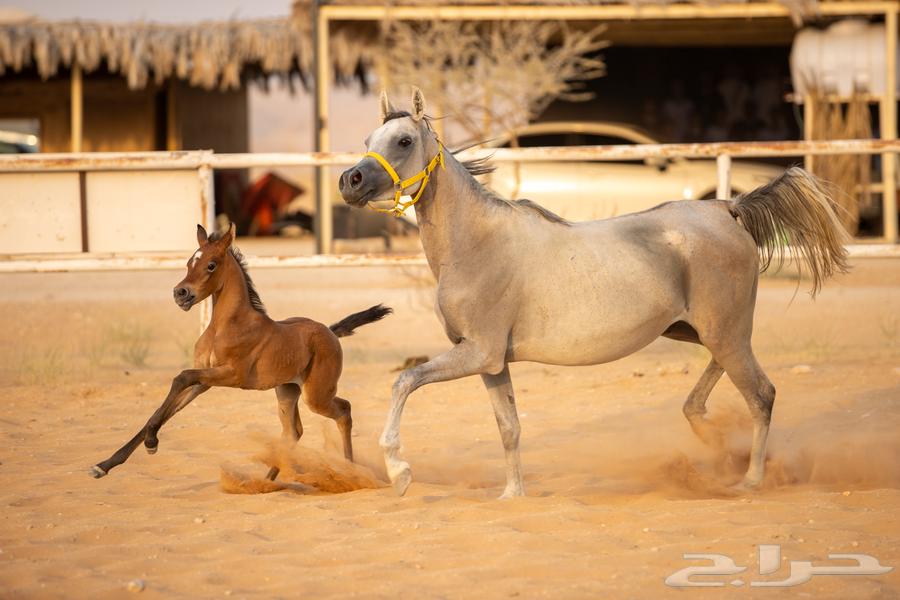 فرس ومهرتها للبيع64383705210114110