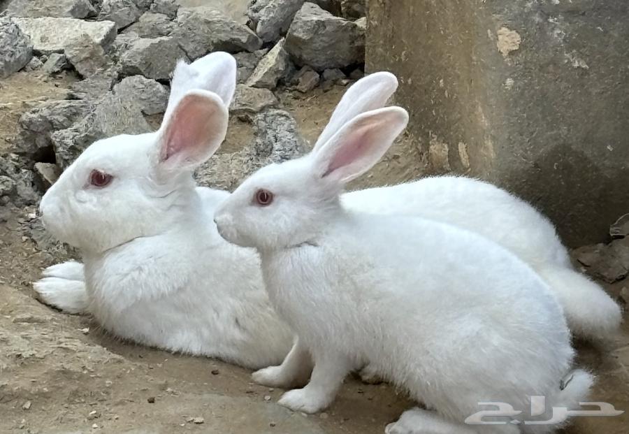 أرانب منتجة64392401757825110