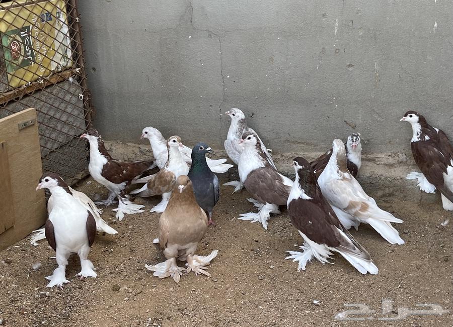 حمام للبيع64389364209922111