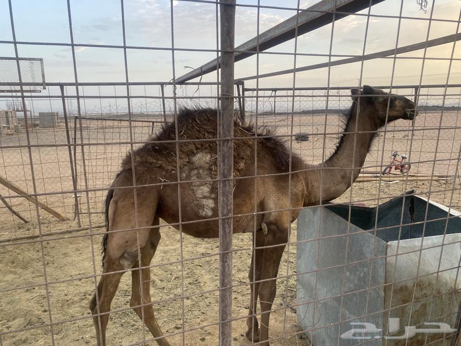 خل فه للبيع بكره اول. ولده تملى الطاسه ام ستين سعر 15 الف64380624403969112