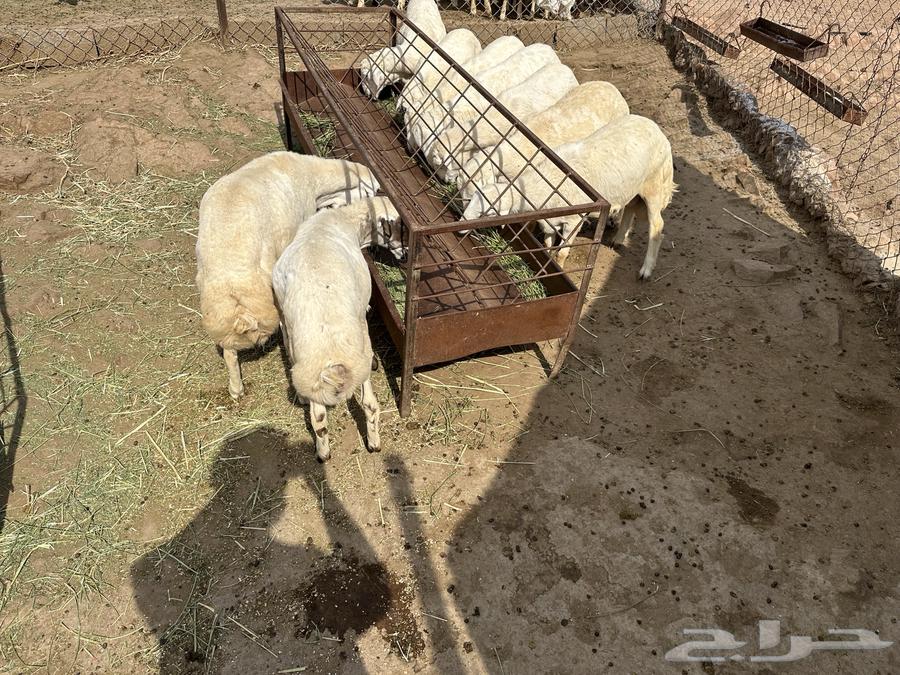 طليان للبيع64385049849985112