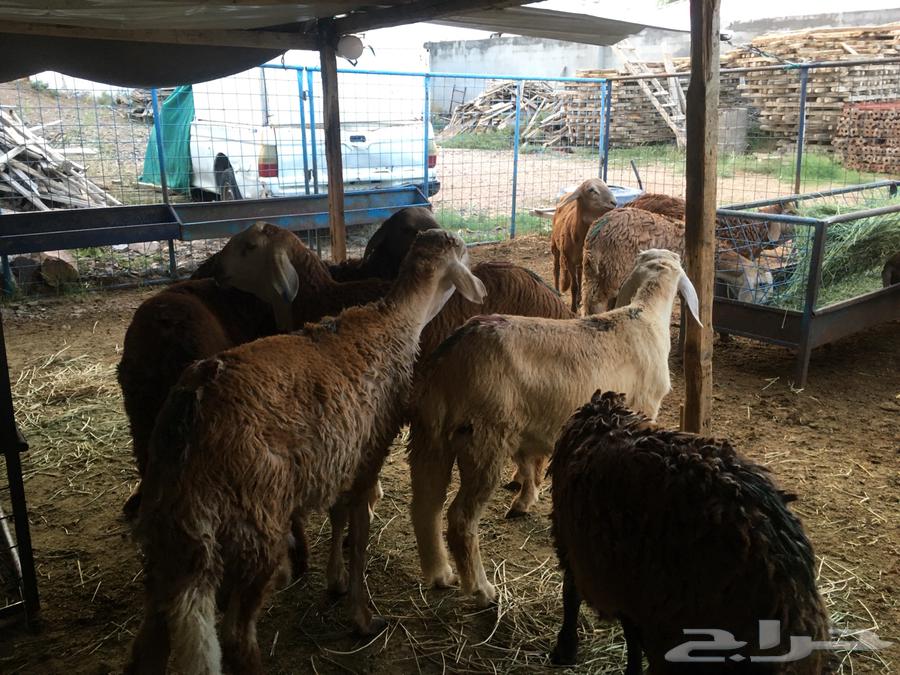 للبيع طليان سواكني64390720380291112