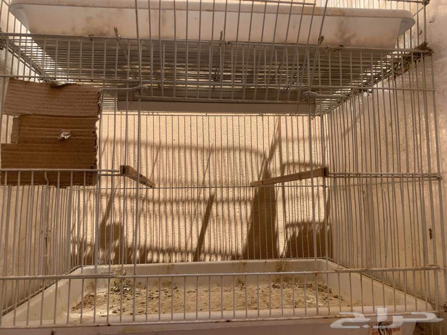 Bird Net64382321304833112