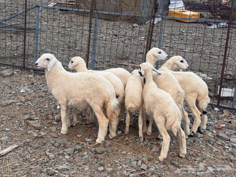 بهم تربية نظيف تربية بر64388023546369112