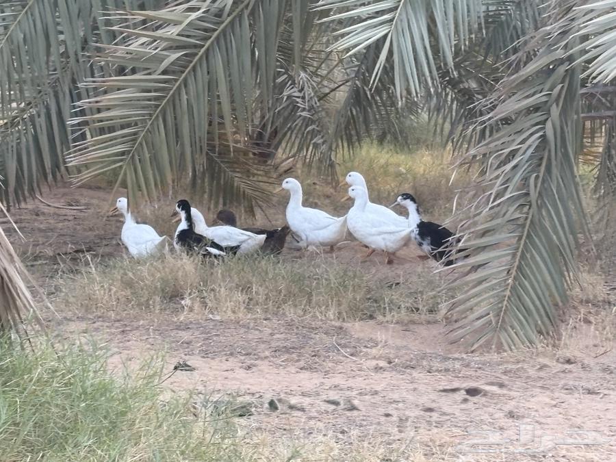 يوجد لدينا بطه64387369393409111