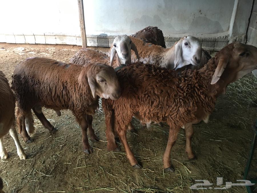 للبيع طليان سواكني64390720380291113