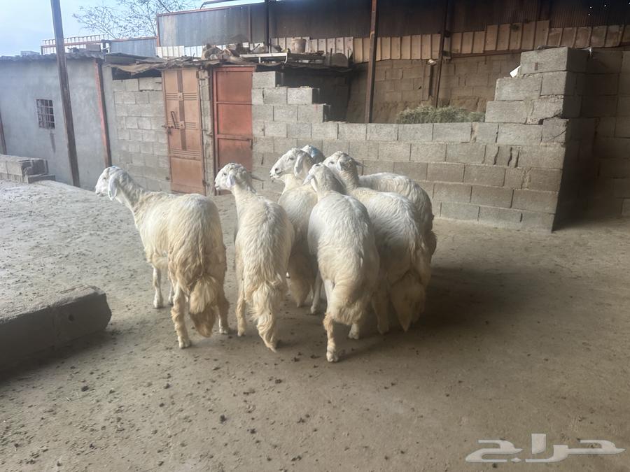 خرفان جذعان64387954231811110