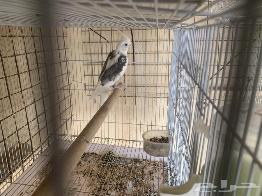 كروان وروز منتجه64384688907137111