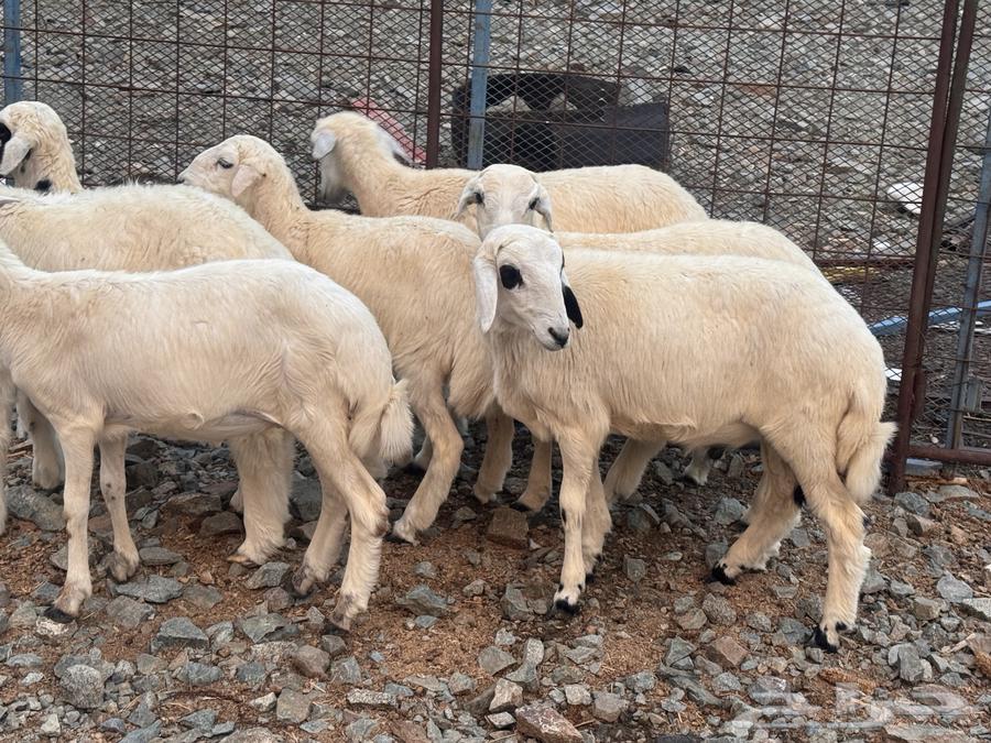 بهم تربية نظيف تربية بر64388023546369113