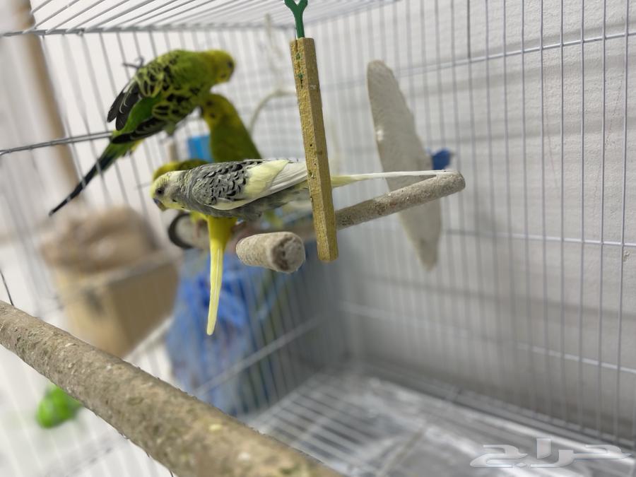 للبيع طيور بادجي64386054480259111