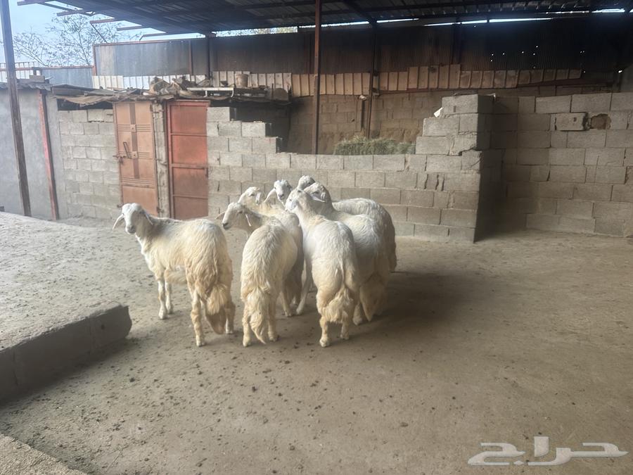خرفان جذعان64387954231811112
