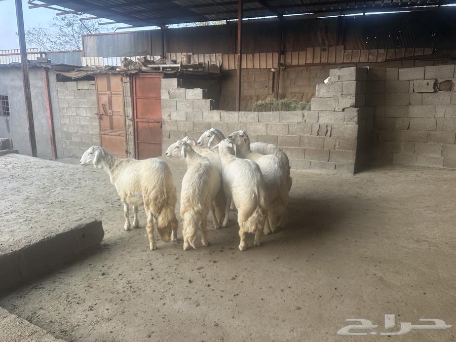 خرفان جذعان64387954231811111