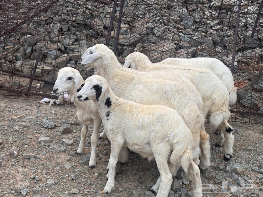 بهم تربية نظيف تربية بر64388023546369111