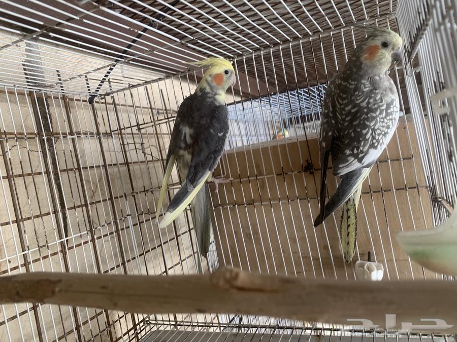 كروان وروز منتجه64384688907137114