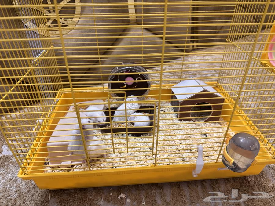 همستر للبيع64379108546177111