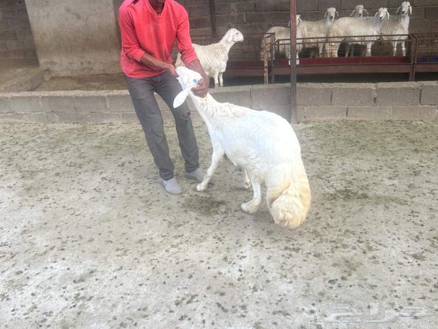 خرفان جذعان64387954231811113