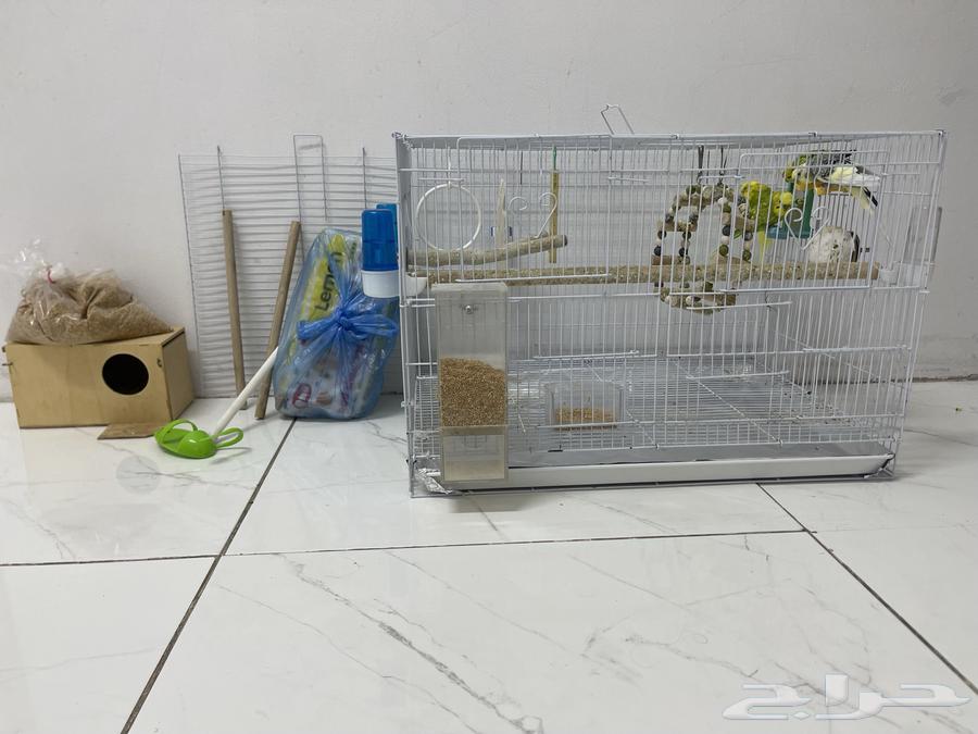 للبيع طيور بادجي64386054480259110