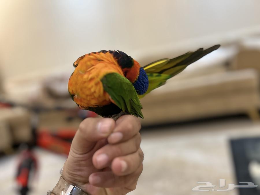 Lory Red Collared64392360592769111