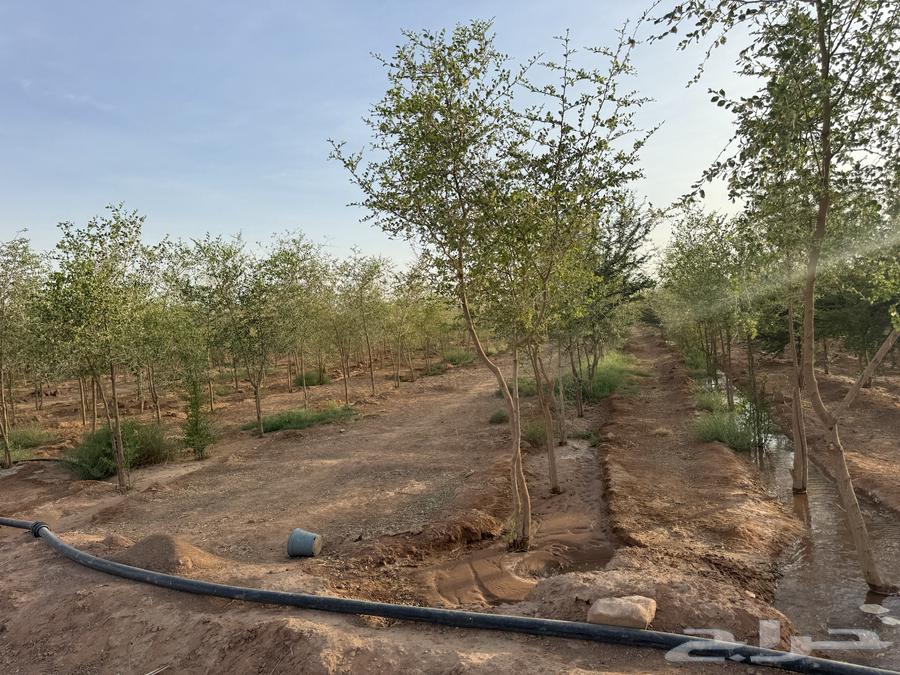 For sale 4000 sidr trees with thickness of one and a half inch or more64379224995586111