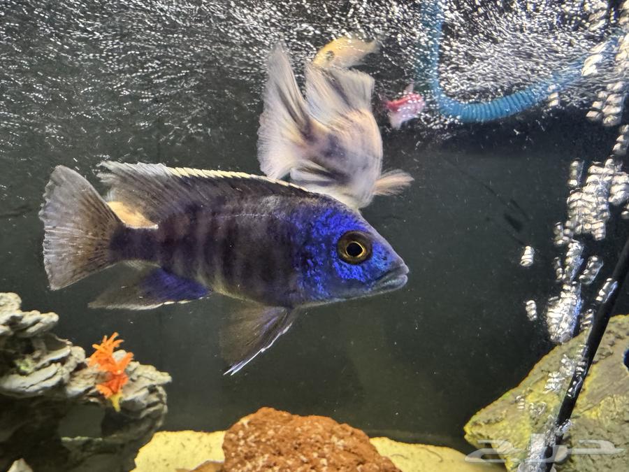 اسماك سيكليد افريقي64382942095107111