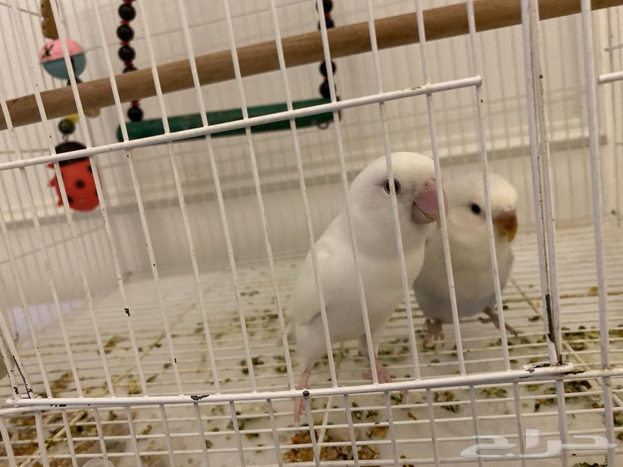 عصافير روز للبيع ذكور اليفه للبيع مع جميع مستلزماته64387243684482113