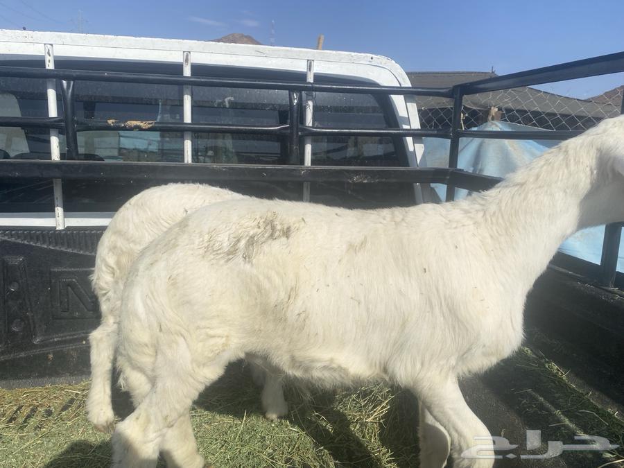 طليان تربية عمر ثلاث شهور64380902456194111