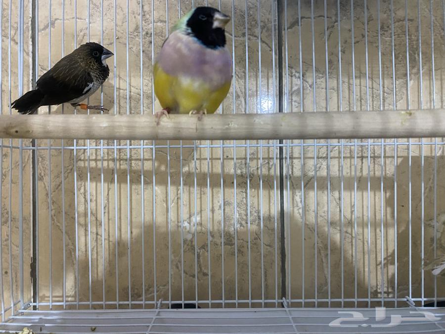 طيور قولدن فنش64389336575107110