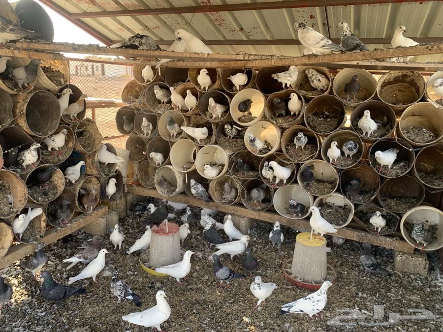 Problematic Pigeons64387801870851112