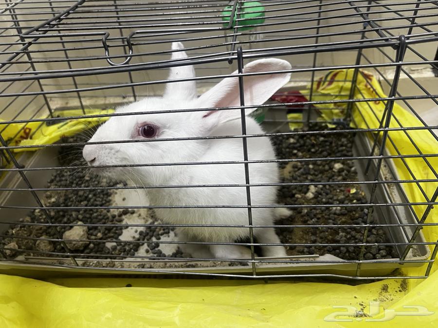 Rabbit64387299662209110