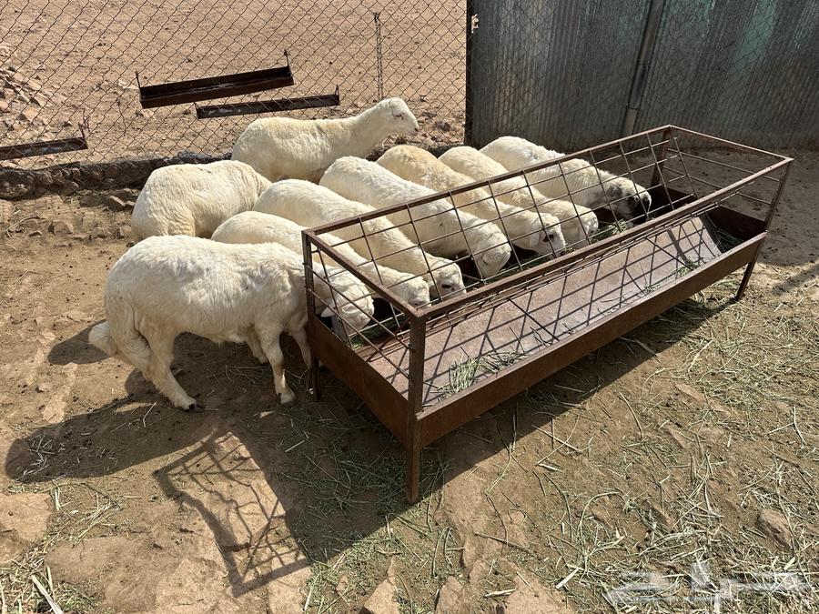 طليان للبيع64385049849985110