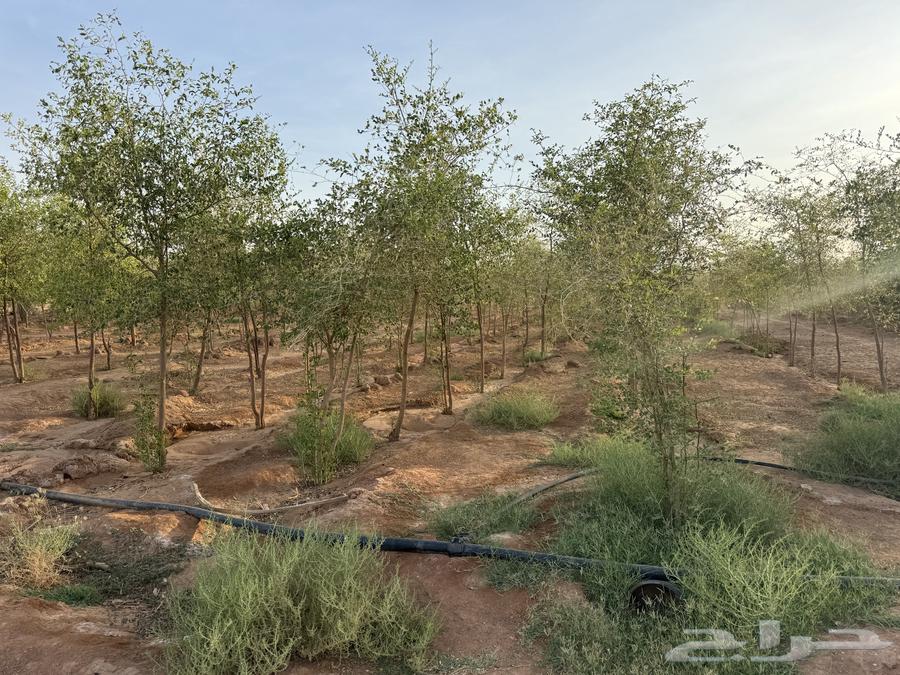 For sale 4000 sidr trees with thickness of one and a half inch or more64379224995586112