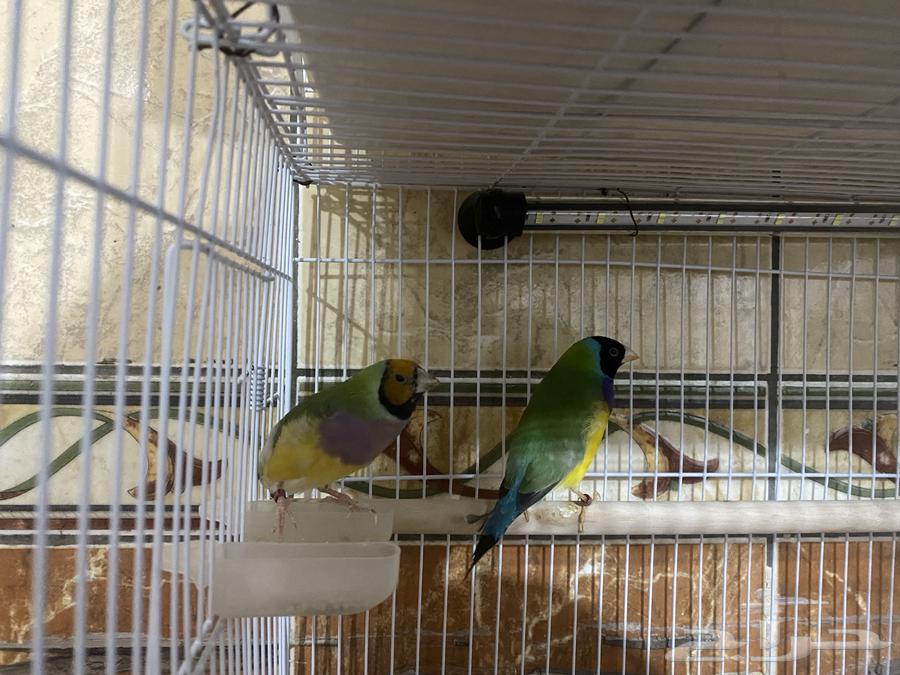 طيور قولدن فنش64389336575107113