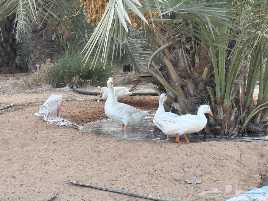 يوجد لدينا بطه64387369393409112