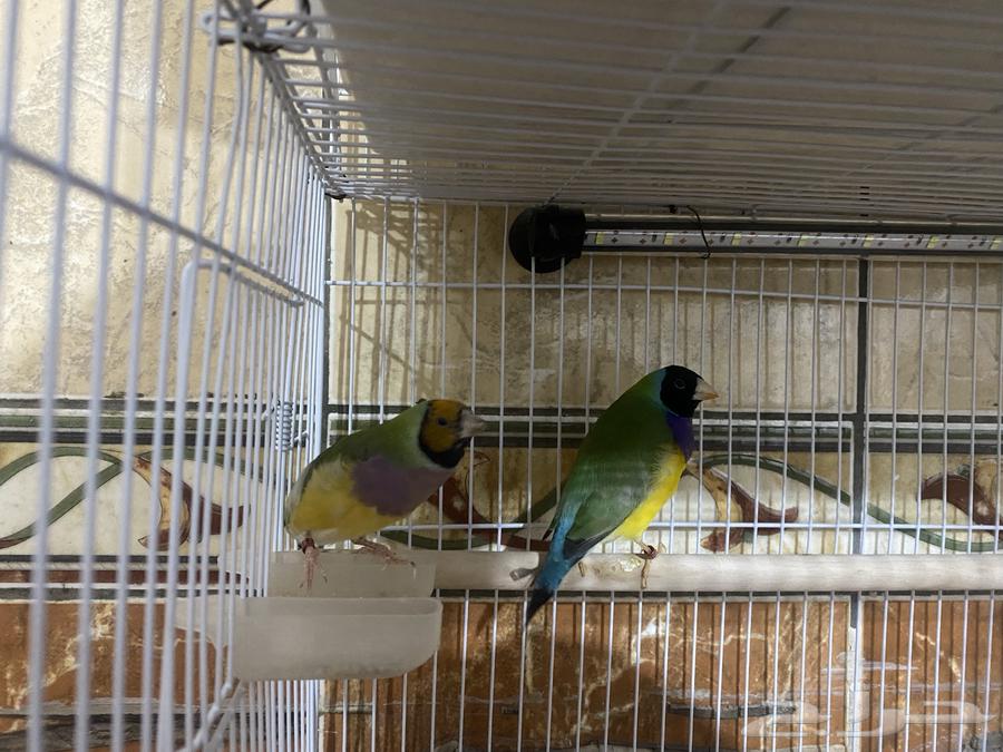 طيور قولدن فنش64389336575107112