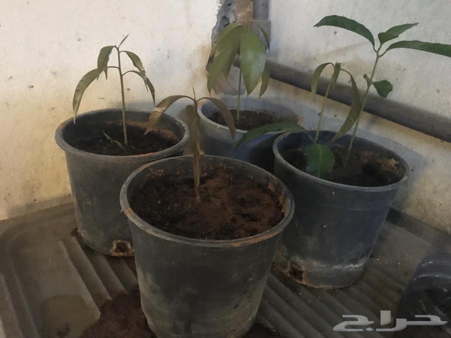 Mango Butter Seedlings64387746182659110