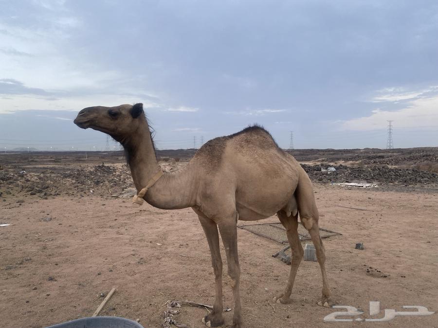 خل فه للبيع بكره اول. ولده تملى الطاسه ام ستين سعر 15 الف64380624403969111