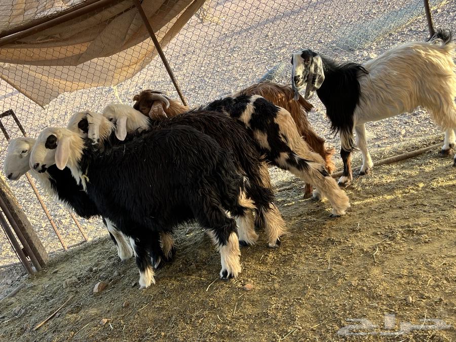 Finding five goats64387787906947114