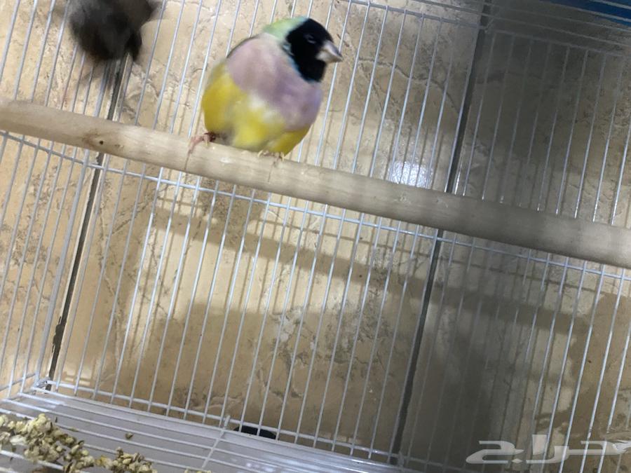 طيور قولدن فنش64389336575107111