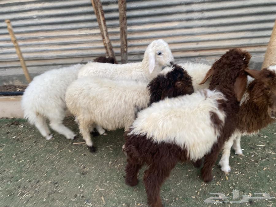 Doughairs and sheep for breeding at a good price64113911389057111