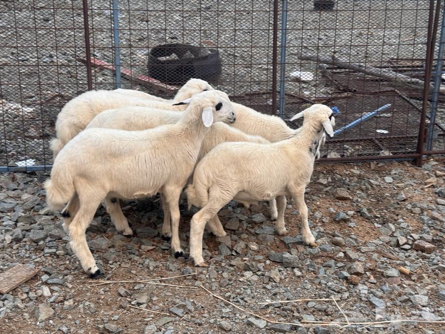 بهم تربية نظيف تربية بر64388023546369114