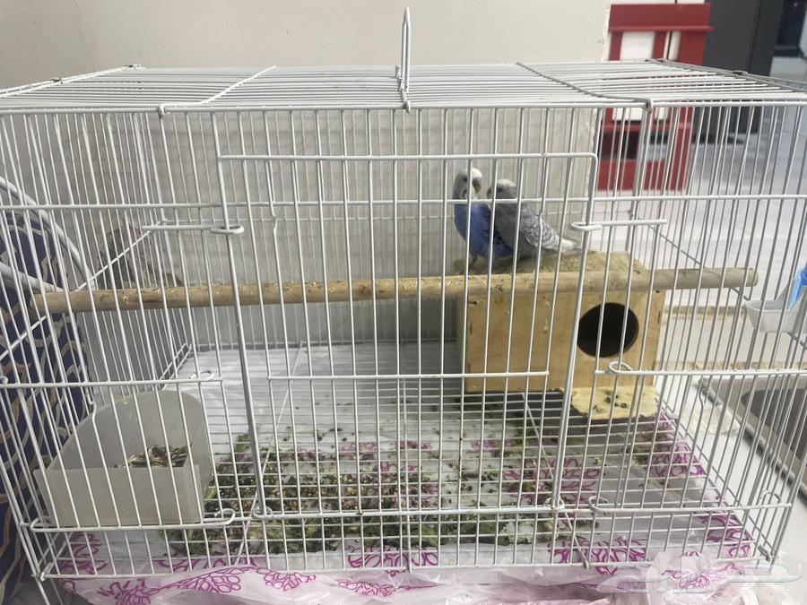 جوز بادجي للبيع ب 150 مع كل اغراضه64385397754497110