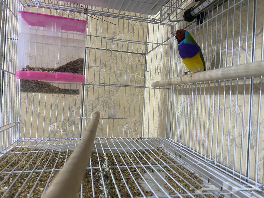 طيور قولدن فنش64389336575107114