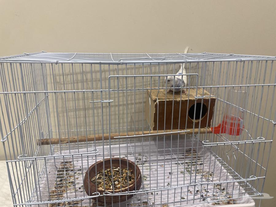 طير روز و بادجي64389764318210110