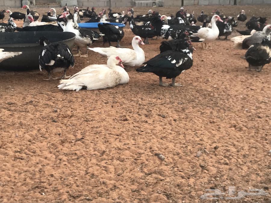 بط مسكوفي سوداني منتج64229479149443110