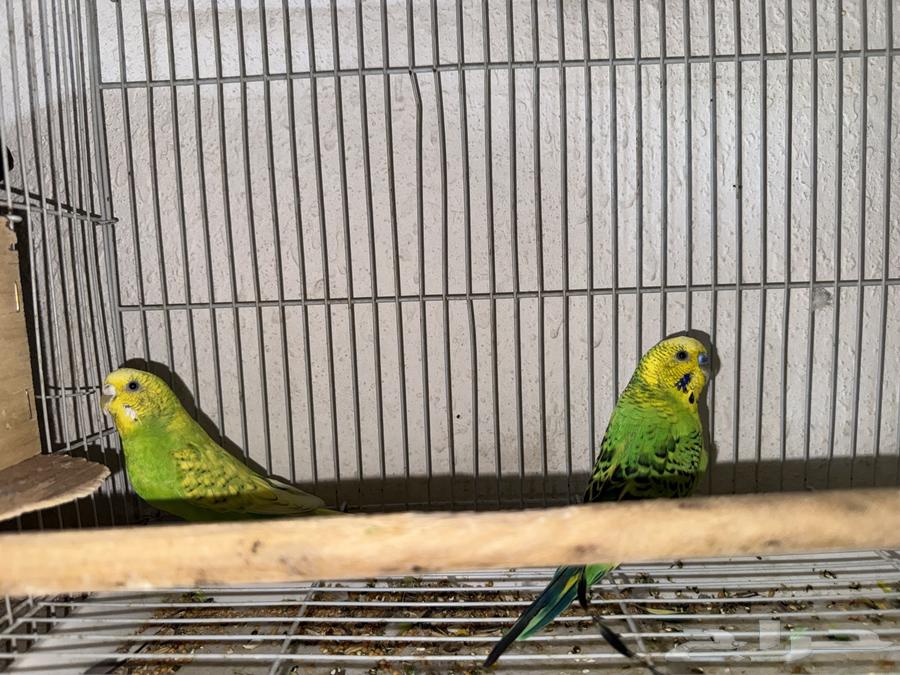 طيور البادجي64381384235394111