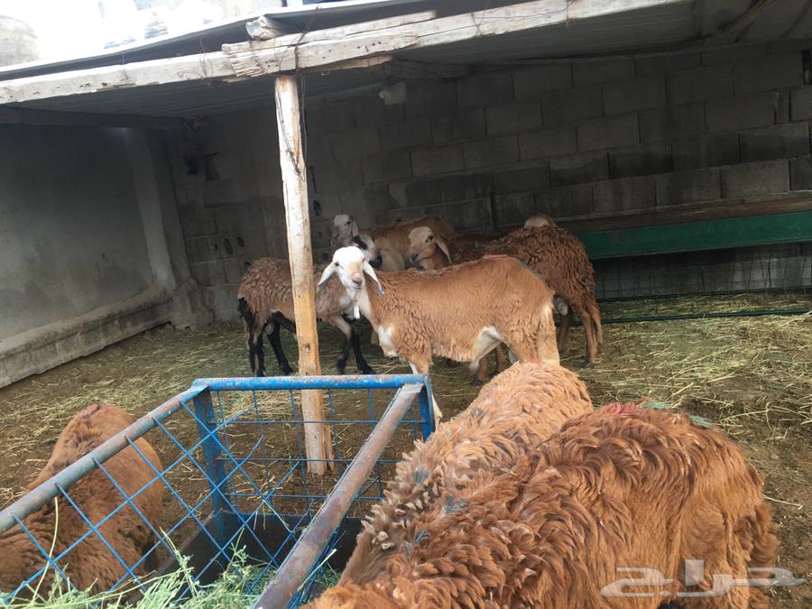 للبيع طليان سواكني64390720380291110