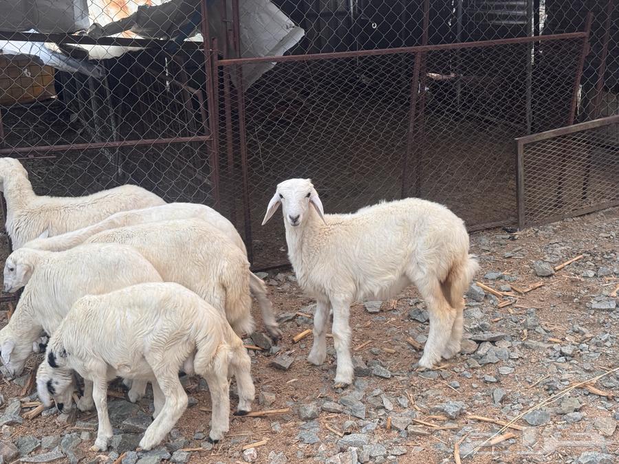 بهم تربية نظيف تربية بر64388023546369110