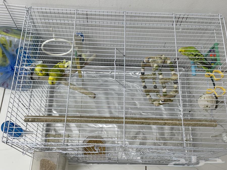 للبيع طيور بادجي64386054480259113