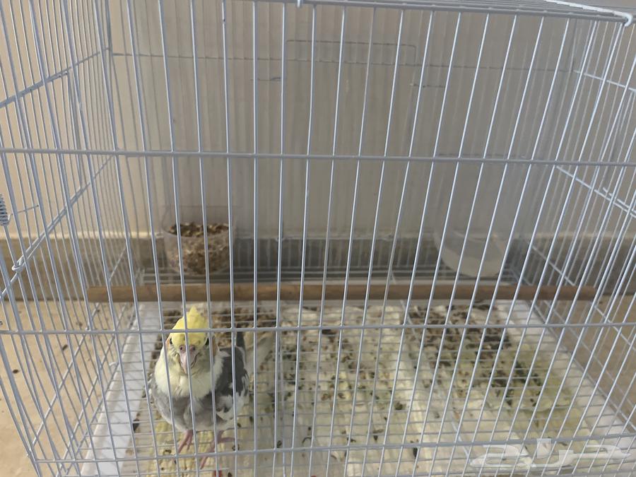 Crowan Bird64385494990977110